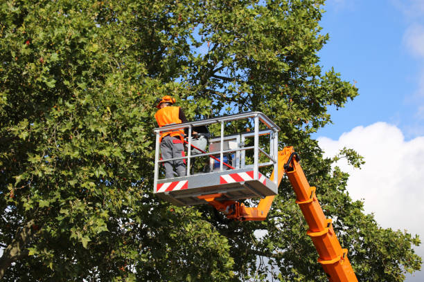 Best Emergency Tree Removal  in Palm City, FL