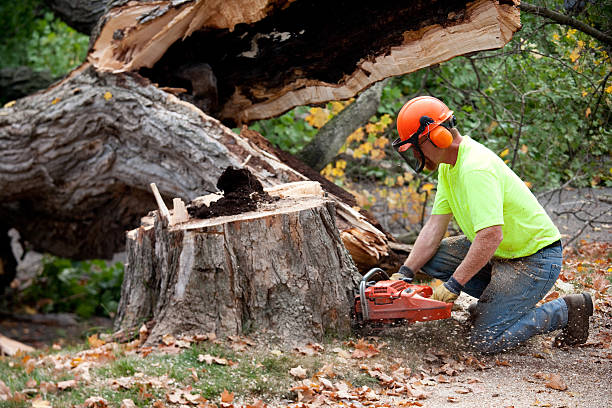 Best Fruit Tree Pruning  in Palm City, FL